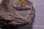 UC 35486 fossil2