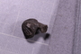 UC 44531 fossil