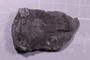UC 44577 fossil