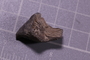 UC 52094 fossil2