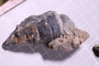 UC 52094 fossil3
