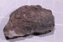 UC 56004 fossil