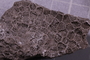 UC 59893 fossil3