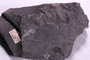 UC 60638 fossil