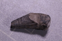 UC 60640 fossil