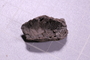 UC 7240 fossil