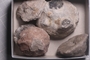 P 10991 fossil01e