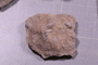 P 10991 fossil5