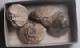 P 10992 fossil01e