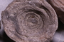 P 116 b fossil2