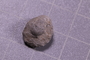 P 16879 fossil2