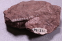 PE 1231 fossil2