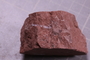 PE 16485 a fossil