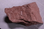 PE 16488 a fossil