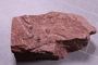 PE 16490 a fossil