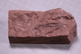 PE 16493 a fossil