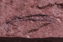 PE 16493 a fossil2