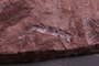 PE 16496 a fossil2
