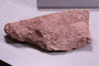 PE 16497 a fossil