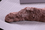 PE 16497 a fossil2
