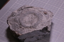 PE 17408 fossil