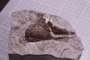 PE 17408 fossil3