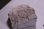 PE 17410 fossil