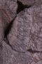 PE 17410 fossil2