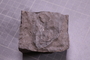 PE 18211 fossil