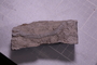 PE 18214 fossil