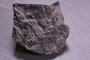 PE 18218 fossil