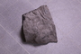 PE 18221 fossil