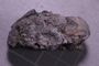 PE 18223 fossil