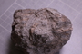 PE 18224 fossil