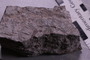 PE 18226 fossil