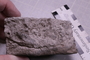 PE 18226 fossil2