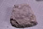 PE 18229 fossil