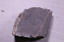 PE 18231 fossil