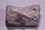 PE 18233 fossil