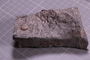PE 18233 fossil2