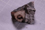 PE 18235 fossil
