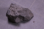 PE 18236 fossil