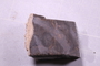 PE 18237 fossil