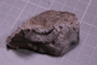 PE 18244 fossil