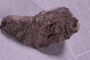 PE 18246 fossil