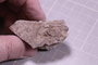 PE 18246 fossil2