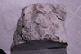 PE 18247 fossil