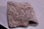 PE 18248 fossil