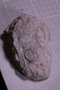 PE 18249 fossil