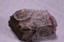 PE 18251 fossil